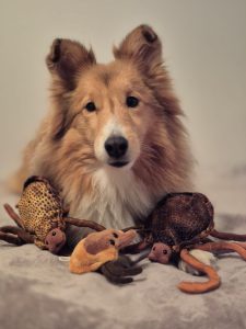 Koira lelupunkkien kanssa