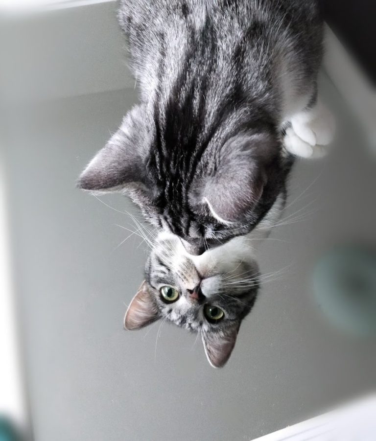 Harmaa kissa katsoo itseään peilistä.