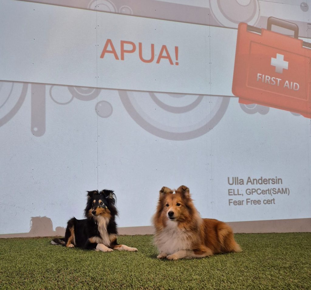 Kaksi koiraa makaa luentoseinän edessä